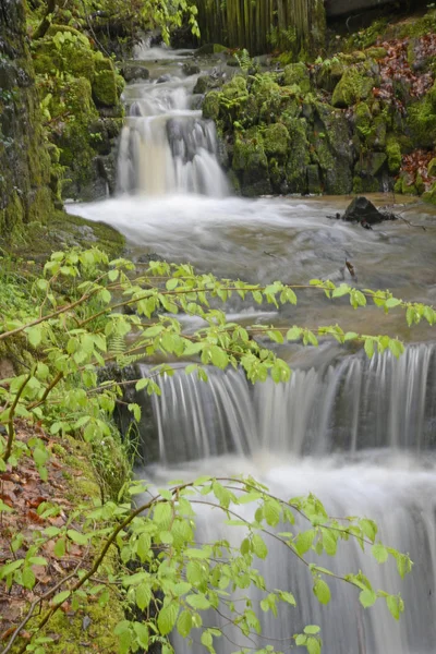 Ormanda Bach — Stok fotoğraf