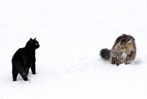 Zwart Witte Hond Sneeuw — Stockfoto