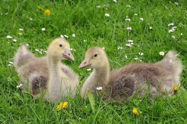 Scenic View Goose Bird Nature — Stock Photo, Image