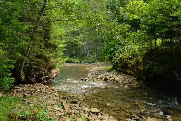 Fluss Fließt Wald — Stockfoto