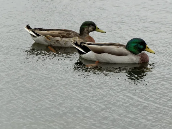 Bir Çift Mallard Ducks Anas Platyrhynchos Gölde Yüzüyorlar — Stok fotoğraf