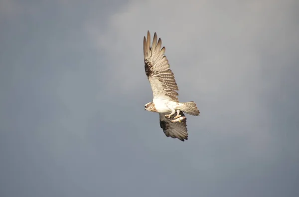 Osprey Voando Com Peixes — Fotografia de Stock