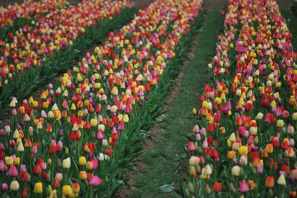 Wiosna Piękne Wiosenne Tulipany Kwiaty Flora — Zdjęcie stockowe