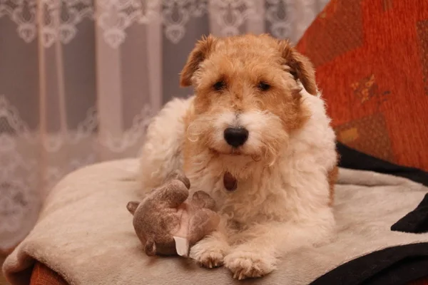 Fuchs Terrier Hund Haustier — Stockfoto