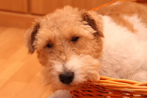 Fox Terrier Cane Animale Domestico — Foto Stock