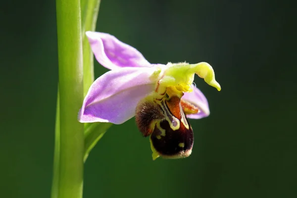 Orchidée Abeille Indigène Ophrys Apifera — Photo