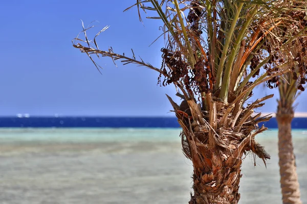 Egypte Een Land Dat Noordoost Afrika Met Het Midden Oosten — Stockfoto