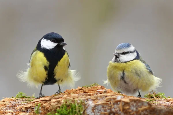 Malerische Ansicht Der Schönen Meise Vogel — Stockfoto