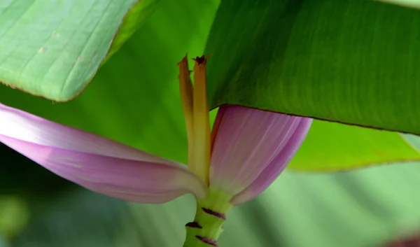 Bananenblütenbaum Flora Und Laub Der Natur — Stockfoto