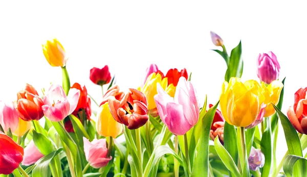 Beautiful Spring Background Colourful Tulips Vibrant Reds Yellow Pink Isolated — Stock Photo, Image