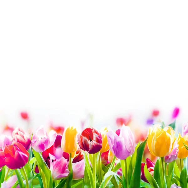 Field of colourful spring tulips fading into the distance as a lower border on a white background with copyspace