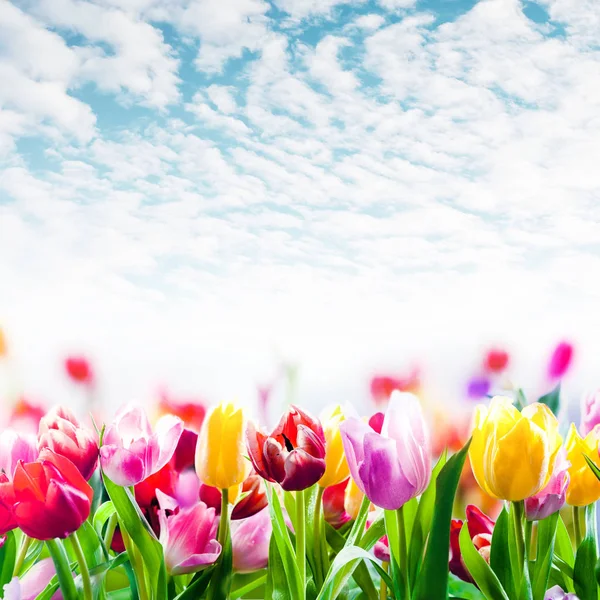 Campo Coloridos Tulipanes Primaverales Creciendo Campo Bajo Hermoso Cielo Azul — Foto de Stock