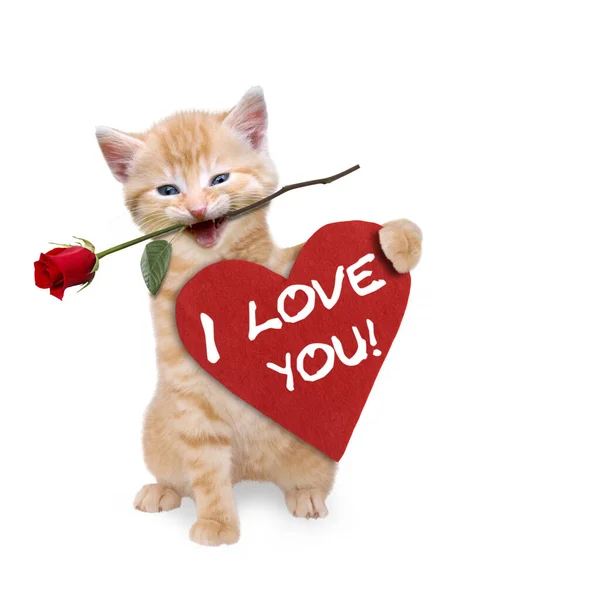 Cat Red Rose Red Heart — Stock Photo, Image