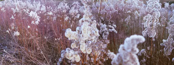Цветы Камышах — стоковое фото