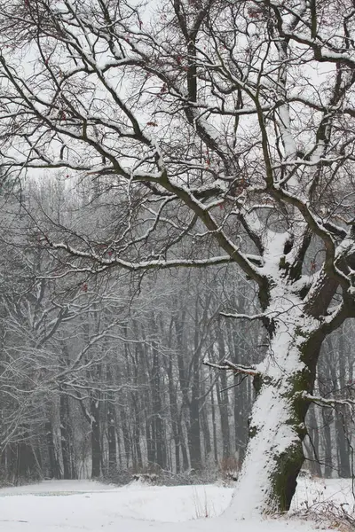 Vue Pittoresque Sur Paysage Hivernal Enneigé — Photo