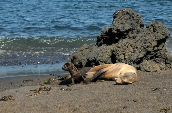 Sea Lion Cub — Stock Photo, Image