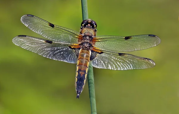 Close Macro View Van Libelle Insect — Stockfoto