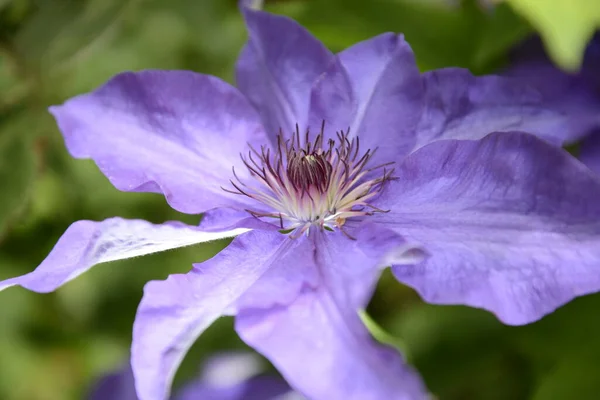 クレマチスの花の花弁 — ストック写真