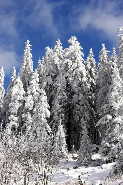 Inverno Hochschwarzwald — Fotografia de Stock