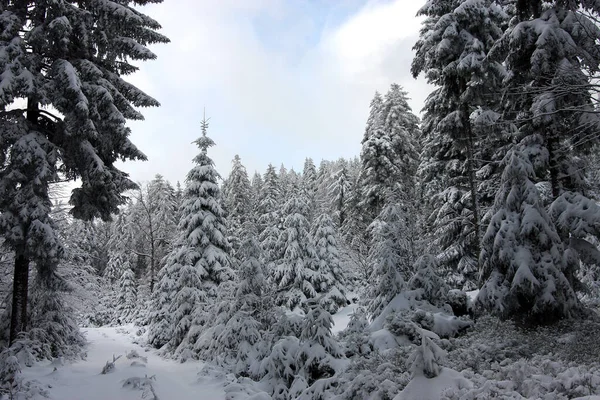 Floresta Inverno Com Árvores Paisagem Madeira Coberta Neve — Fotografia de Stock
