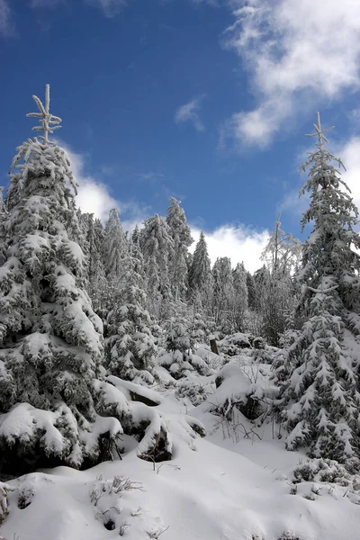 黒い森の冬 — ストック写真