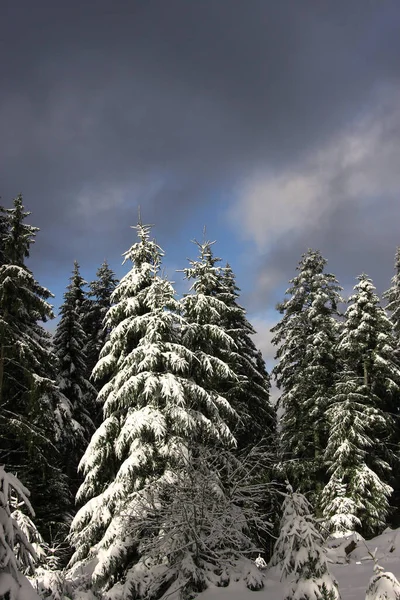 Winterbos Met Bomen Besneeuwd Boslandschap — Stockfoto