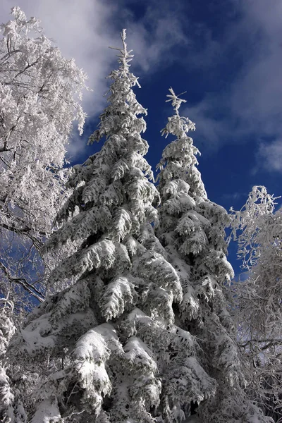 Зима Рішварцвальді — стокове фото