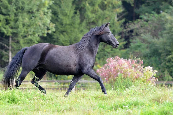 Koń Morgan Rasa Koni — Zdjęcie stockowe