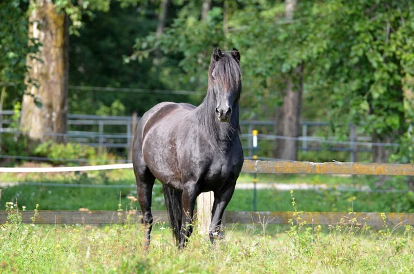 Cavalo Morgan Raça Cavalo — Fotografia de Stock