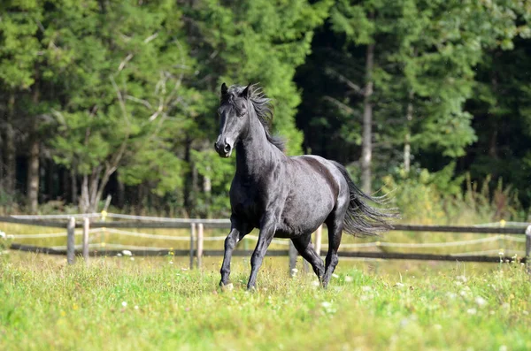 Cheval Morgan Race Cheval — Photo