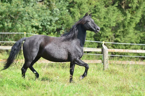 Morgan Horse Razza Equina — Foto Stock