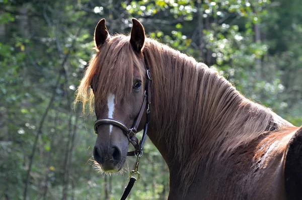 Cheval Morgan Race Cheval — Photo