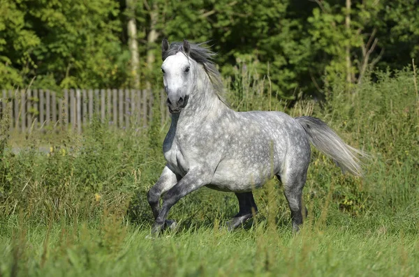Biały Koń Dzika Przyroda Natura Fauna Lipizzan Koń Rasa — Zdjęcie stockowe