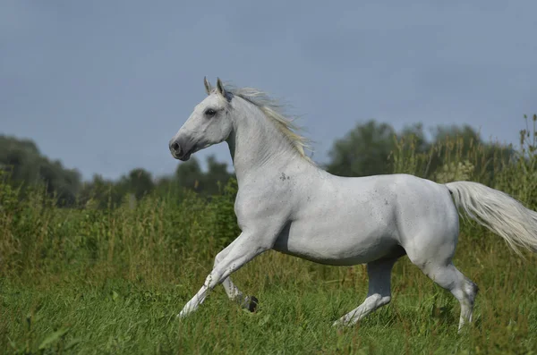 White Horse Wildlife Nature Fauna Lipizzan Horse Breed — Stock Photo, Image