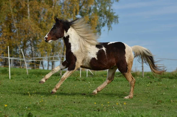 Cavallo Animale Gregge Animale Pascolo Fauna Naturale — Foto Stock