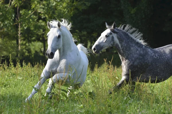 Дикая Природа Природа Фауна Порода Лошадей Липиццана — стоковое фото
