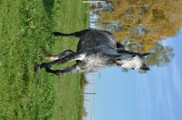 Carino Cavallo Natura Selvaggia — Foto Stock