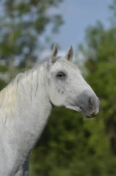 Branco Cavalo Vida Selvagem Natureza Fauna Lipizzan Cavalo Espécie — Fotografia de Stock