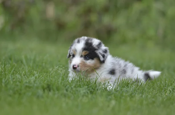 Portrait Australian Shepherd Dog — Stock Photo, Image