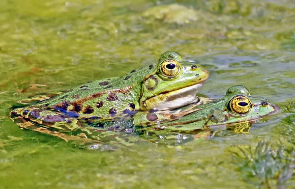 Zavřít Pohled Divokou Žábu — Stock fotografie