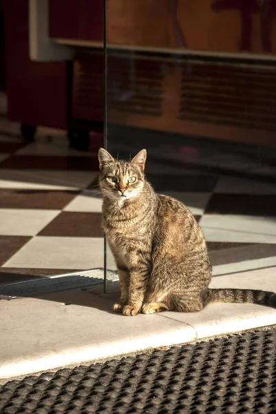 Gatto Alla Porta Vetro Panetteria Pasticceria — Foto Stock