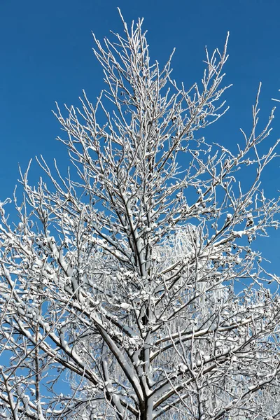 Impressione Invernale Nel Giorno Gelido — Foto Stock