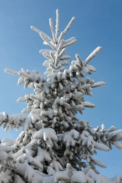 Впечатление Зимы Морозный День — стоковое фото