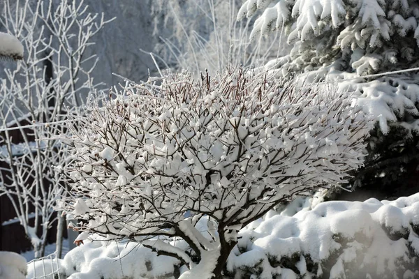 Der Winterliche Eindruck Den Frostigen Tag — Stockfoto