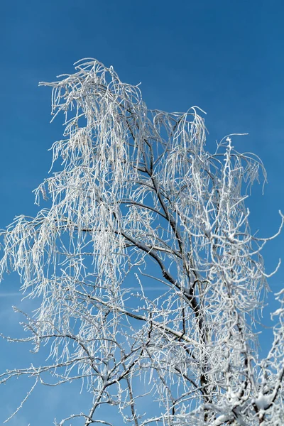 Vinterintrycket Den Frostiga Dagen — Stockfoto