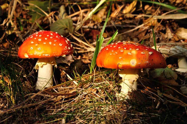 Гриб Мухи Amanita Muscaria Осенью Маленьком Мохаузе Бранденбурге — стоковое фото