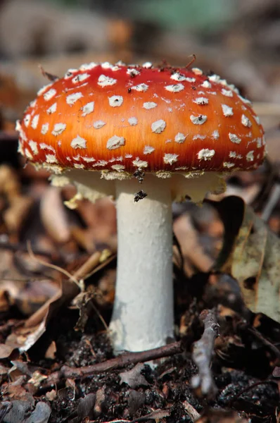 Flyworm Amanita Muscaria Осенью Kleiner Mochowsee Бранденбурге — стоковое фото