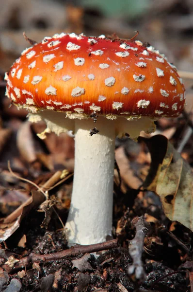 Latać Agaric Amanita Muscaria Jesienią Małym Mochowsee Brandenburgii — Zdjęcie stockowe