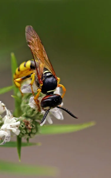 Μακρόκοκκος Του Λύκου Των Μελισσών — Φωτογραφία Αρχείου