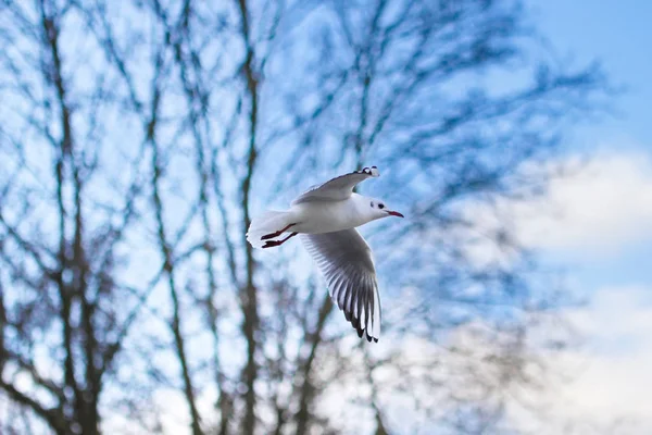 Vacker Utsikt Över Vacker Fågel Naturen — Stockfoto